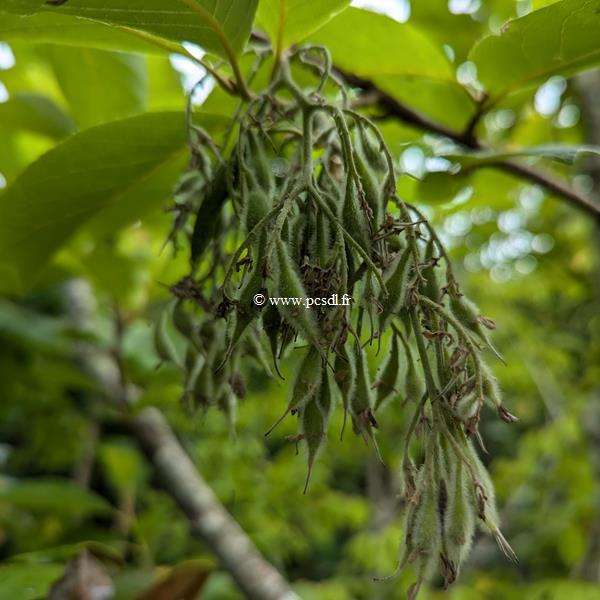 Pterostyrax psylophylla