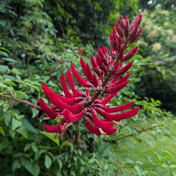 Erythrina x bidwilly (1)