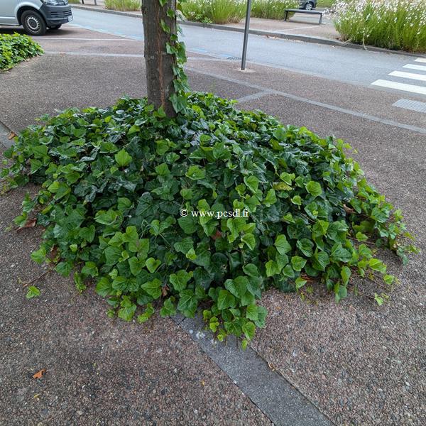 Hedera algeriensis (1)