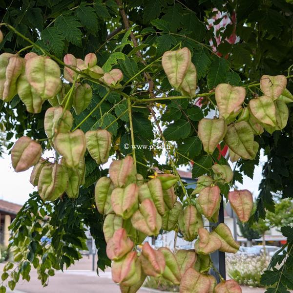 Koelreuteria paniculata (4)