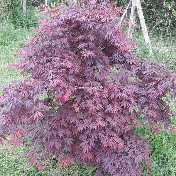 Acer palmatum Burgundy lace
