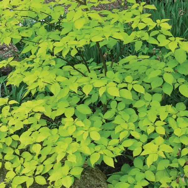 Cornus alternifolia Aurea