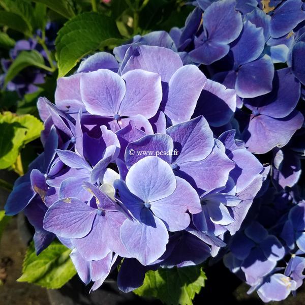 Hydrangea macrophylla Marina (1)
