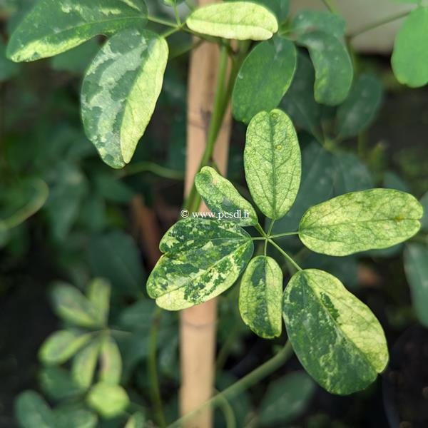 Akebia quinata Variegata (2)