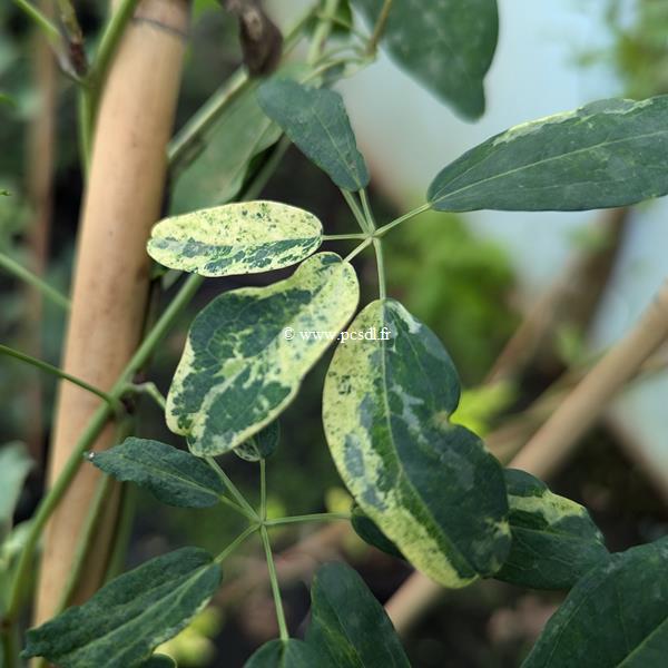 Akebia quinata Variegata (3)