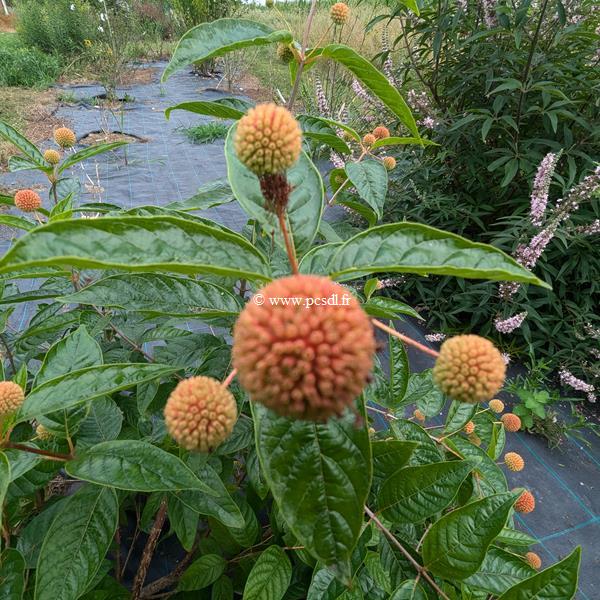 Cephalanthus occidentalis Sugar Shack