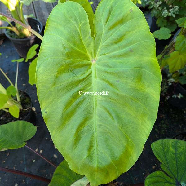Colocasia esculenta Maui Gold