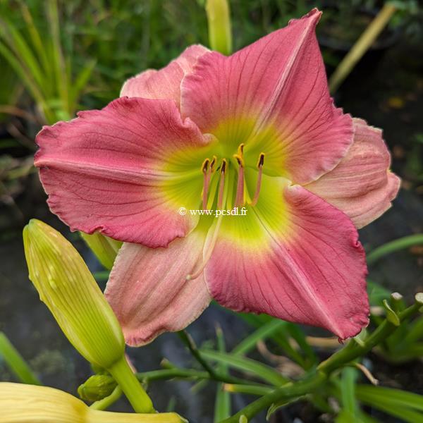 Hemerocallis Final Touch (1)