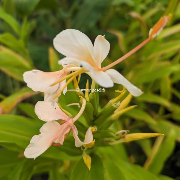 Hedychium Peach Ice Cream (2)