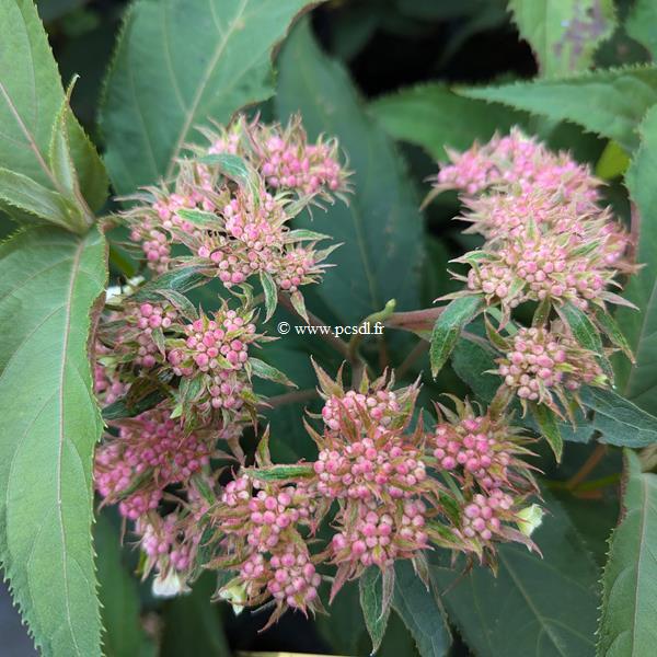 Hydrangea aspera Rosemary Foster