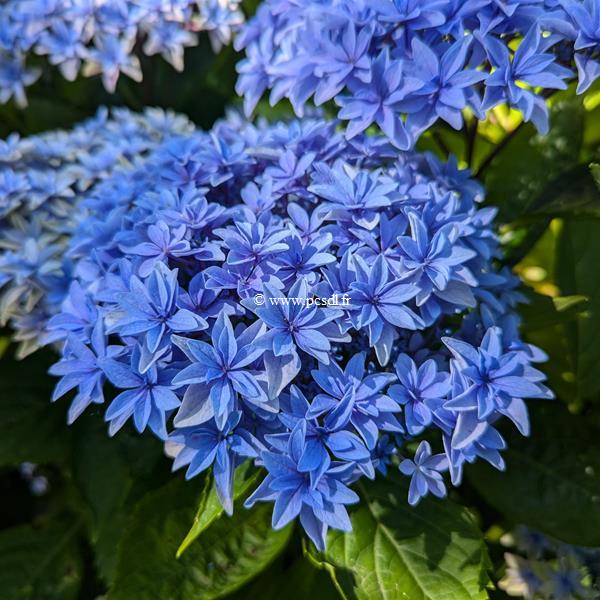 Hydrangea macrophylla Double Dutch