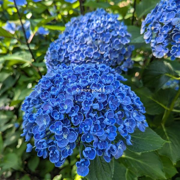Hydrangea macrophylla Hopcorn (1)