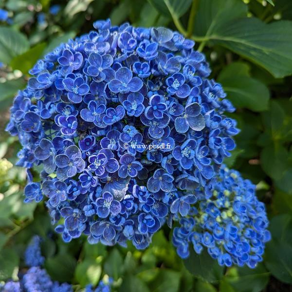 Hydrangea macrophylla Hopcorn (2)