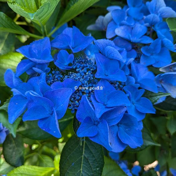 Hydrangea macrophylla Pfau (2)