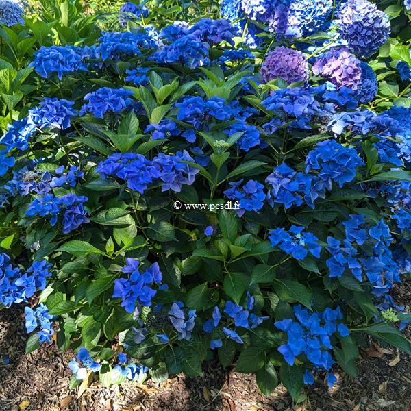 Hydrangea macrophylla Pfau