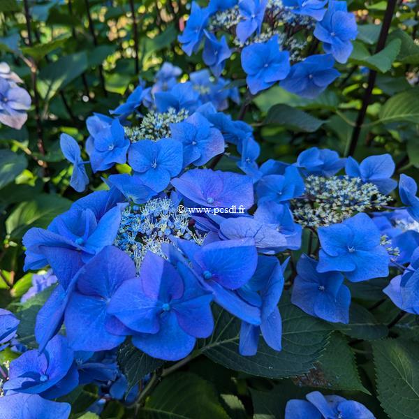 Hydrangea macrophylla Zorro (2)