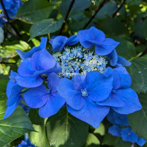 Hydrangea macrophylla Zorro (3)