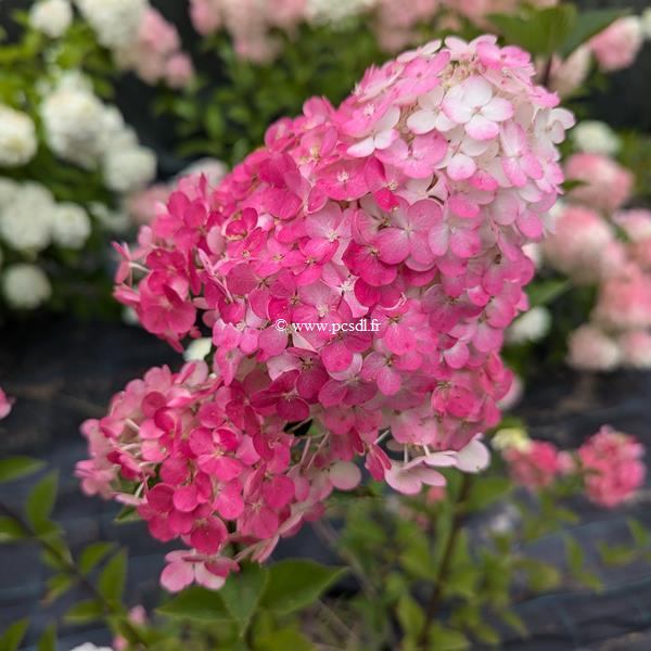 Hydrangea paniculata Framboisine (1)