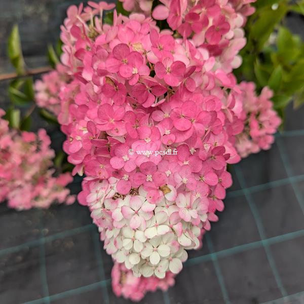 Hydrangea paniculata Framboisine (2)