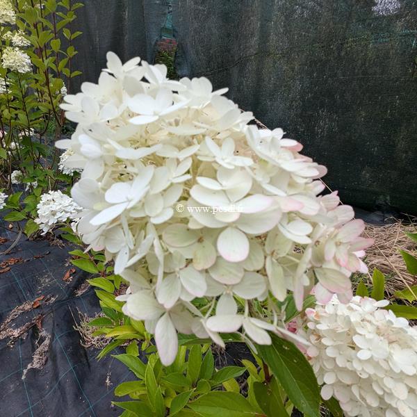 Hydrangea paniculata Graffiti