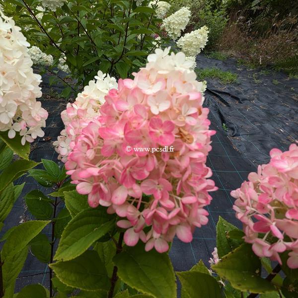 Hydrangea paniculata Little Lime Punch (1)