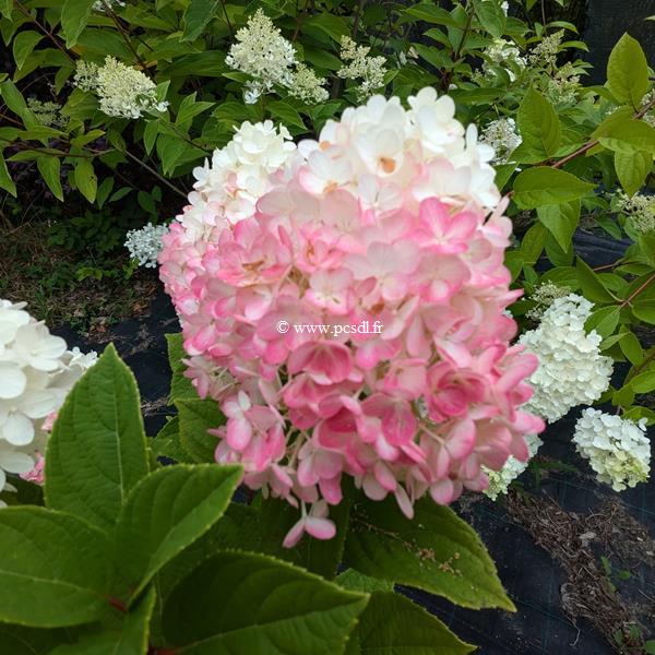 Hydrangea paniculata Little Lime Punch (4)