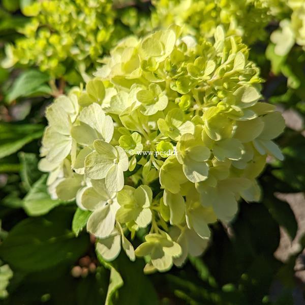Hydrangea paniculata Little Lime Punch (10)