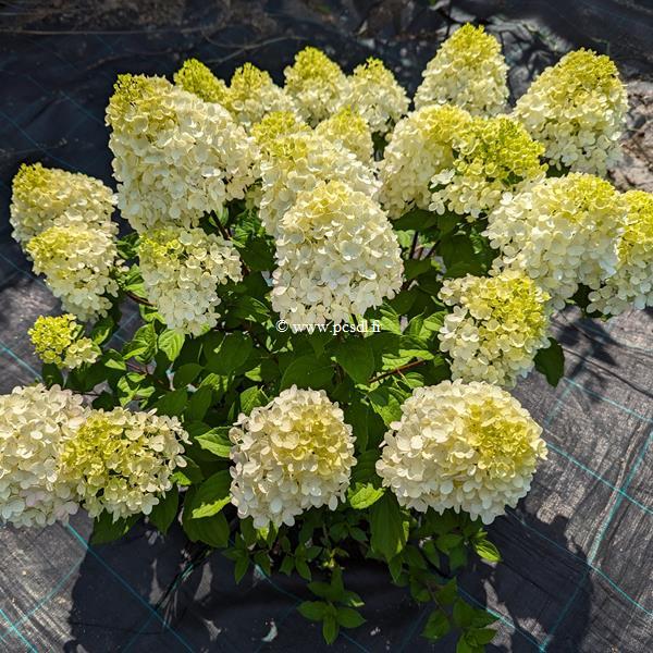 Hydrangea paniculata Little Lime Punch (9)