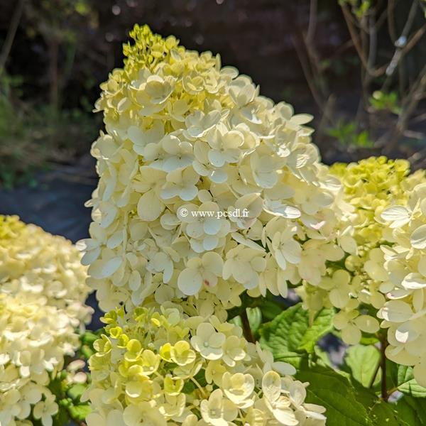 Hydrangea paniculata Little Lime Punch (7)