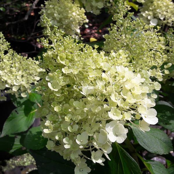 Hydrangea paniculata Living Pinky Promise (5)
