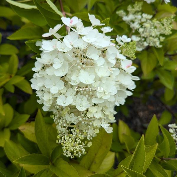 Hydrangea paniculata Living Pinky Promise (1)
