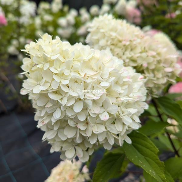 Hydrangea paniculata Mojito (1)