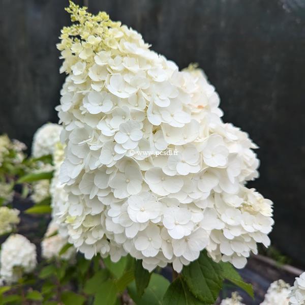 Hydrangea paniculata Mont Blanc (2)
