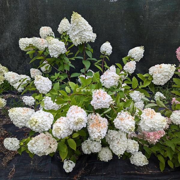 Hydrangea paniculata Mont Blanc (1)