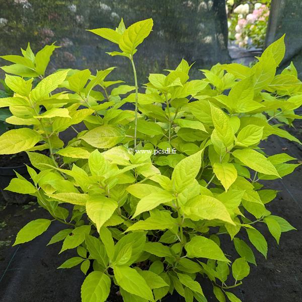 Hydrangea paniculata Sunlight