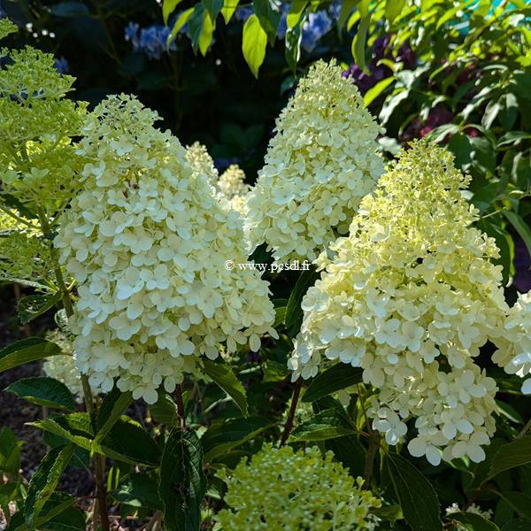 Hydrangea paniculata Whitelight (3)