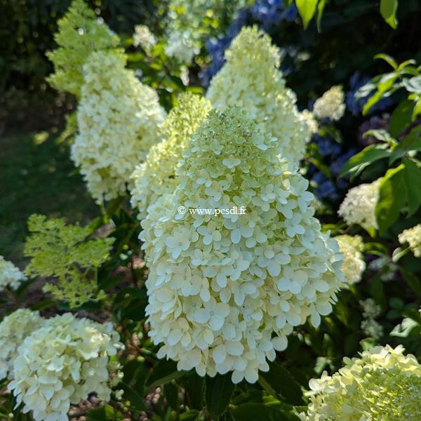 Hydrangea paniculata Whitelight (1)