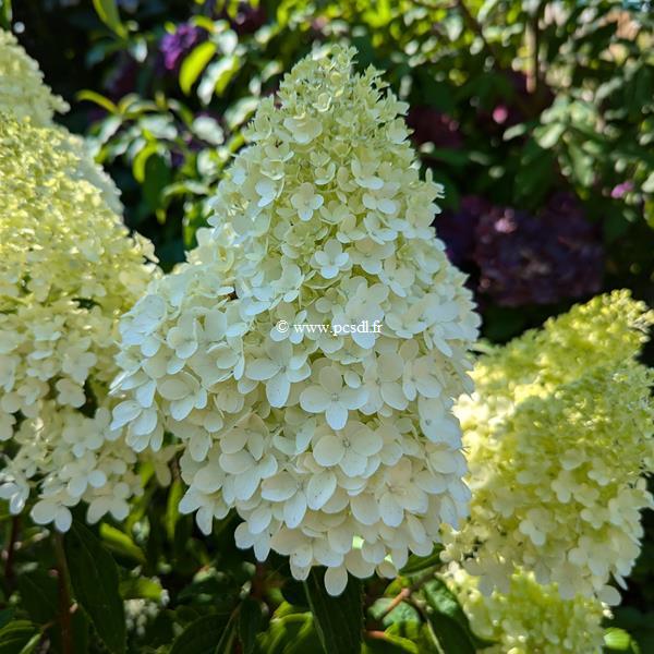 Hydrangea paniculata Whitelight (2)