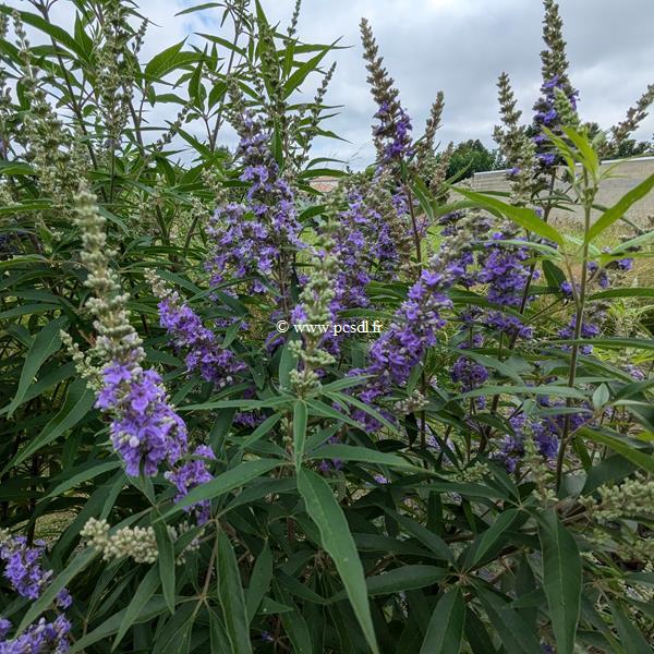 Vitex agnus-castus Delta Blues (5)