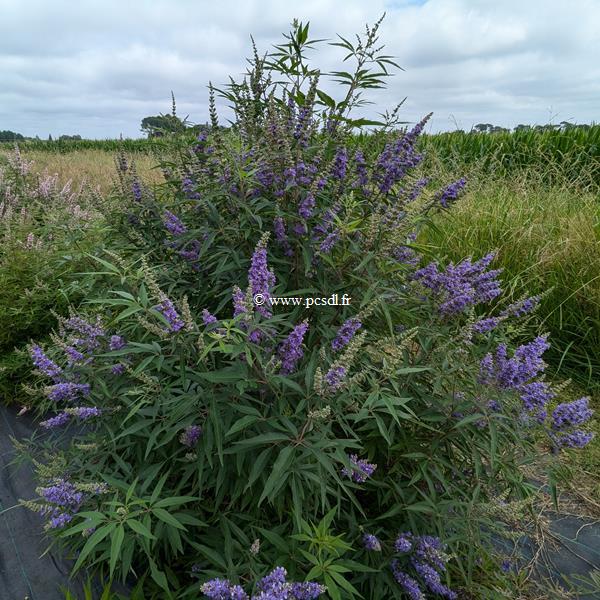 Vitex agnus-castus Delta Blues (2)