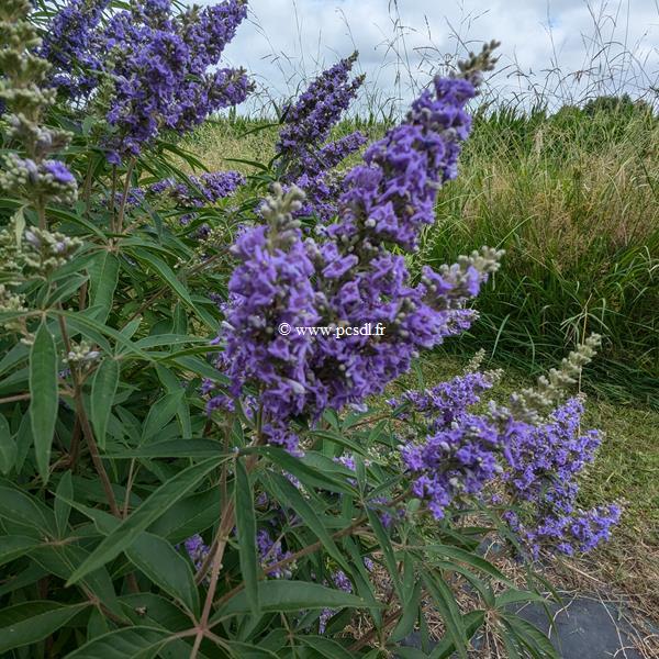 Vitex agnus-castus Delta Blues (3)
