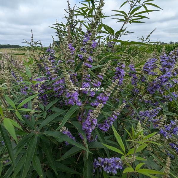 Vitex agnus-castus Delta Blues (4)
