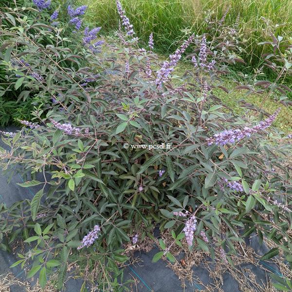 Vitex agnus-castus Flip Side (2)