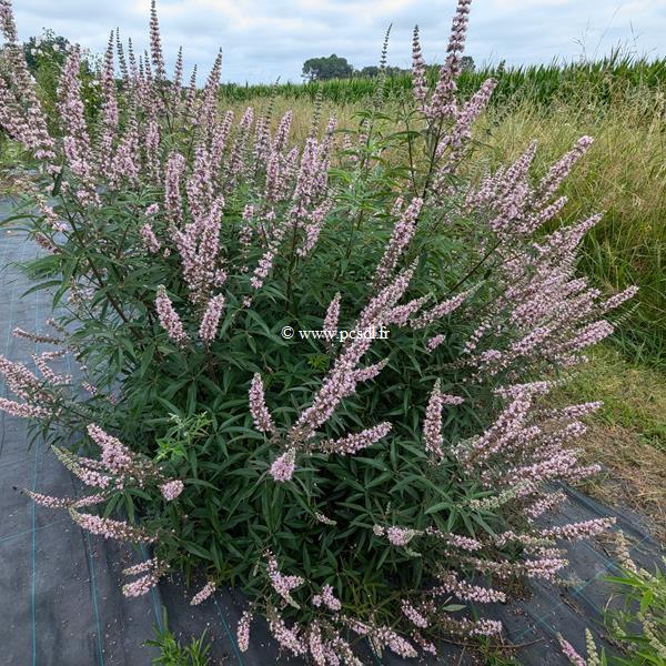 Vitex agnus-castus Galactic Pink (3)