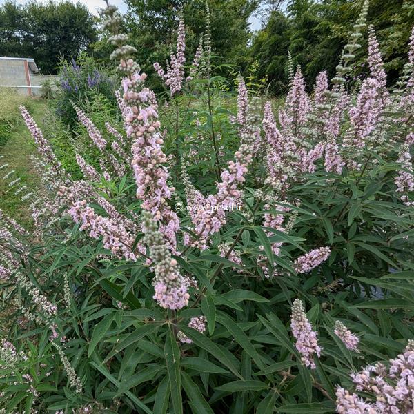 Vitex agnus-castus Galactic Pink (2)
