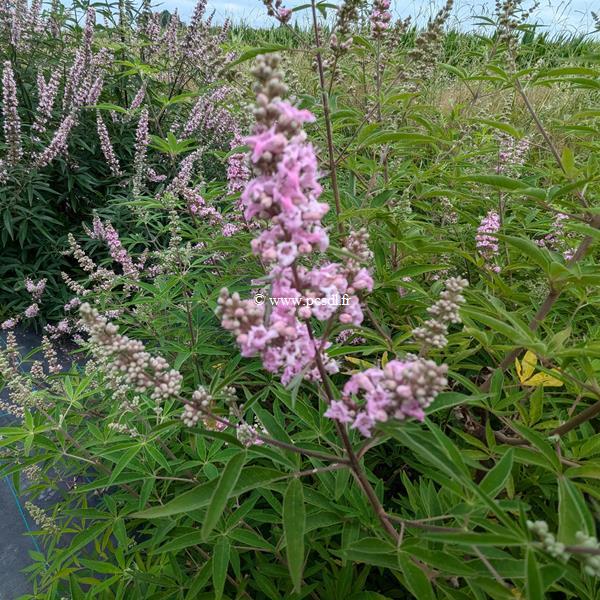 Vitex agnus-castus Pink Pinnacle (2)
