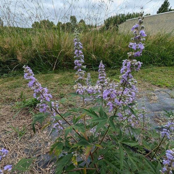 Vitex negundo var cannabifolia (2)