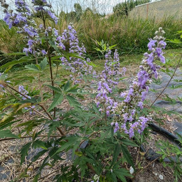 Vitex negundo var cannabifolia (1)