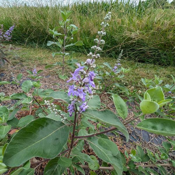 Vitex x Chicagoland Blues ® Daniel Searle (2)