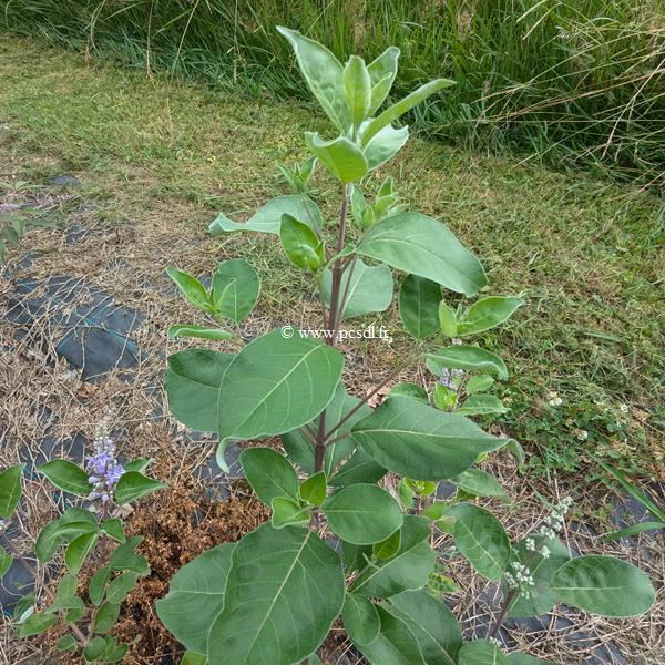 Vitex x Chicagoland Blues ® Daniel Searle (3)